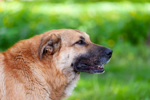 Portrait d'un chien gros plan sur un fond d'herbe verte