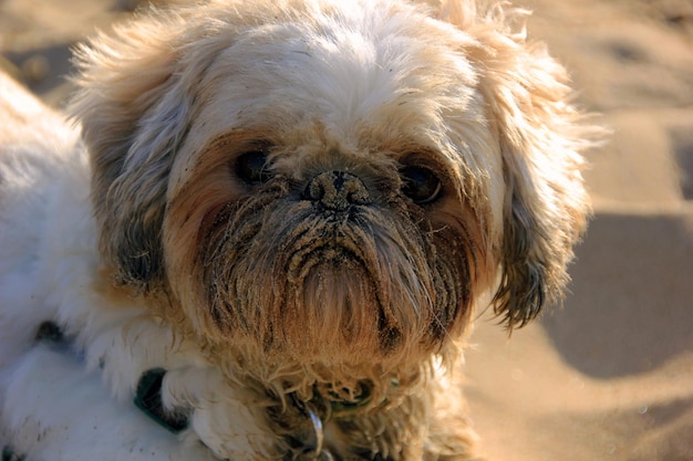 Photo portrait de chien en gros plan