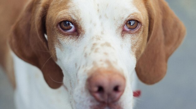 Portrait de chien en gros plan