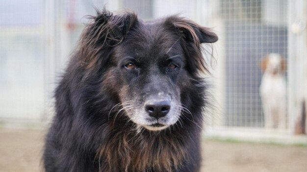 Portrait de chien en gros plan