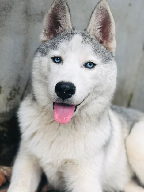 Portrait de chien en gros plan