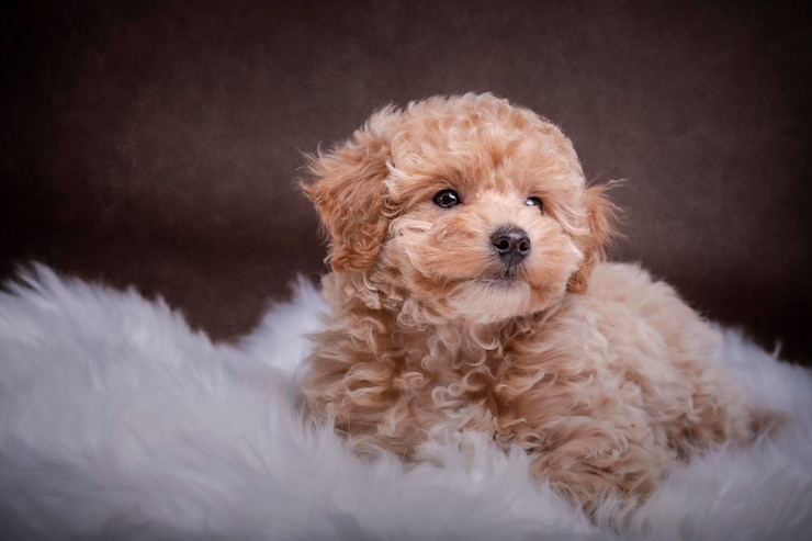 Photo portrait de chien en gros plan