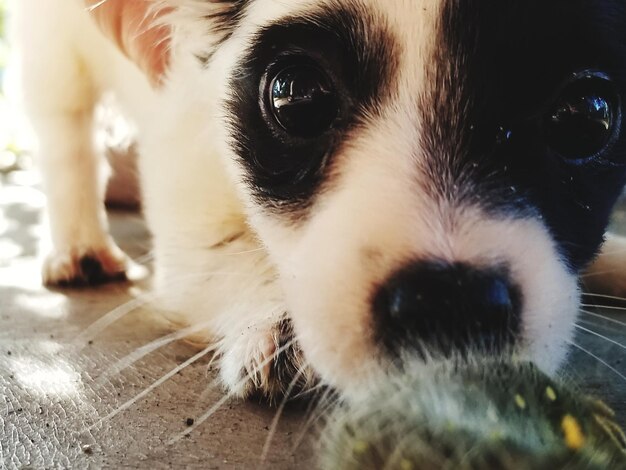 Photo portrait de chien en gros plan