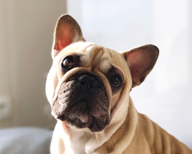 Portrait de chien en gros plan