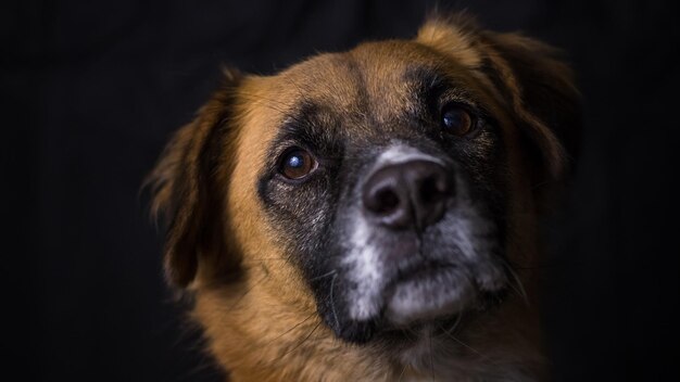 Un portrait de chien en gros plan.