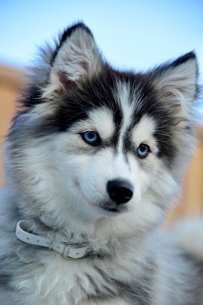 Portrait de chien en gros plan