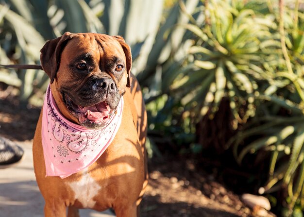 Un portrait de chien en gros plan.