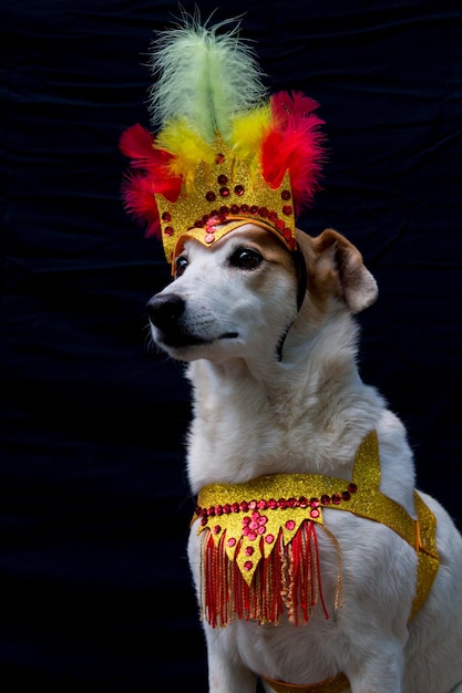 Portrait d'un chien habillé pour le carnaval, avec des plumes, des paillettes et des paillettes sur fond noir