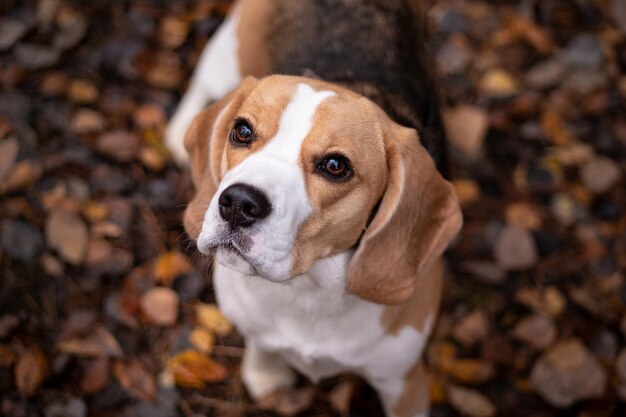 Photo portrait d'un chien en haut angle