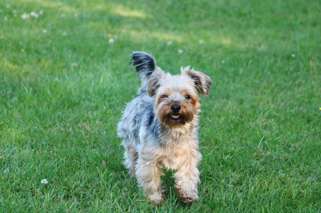 Portrait d'un chien sur l'herbe