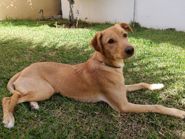 Portrait de chien sur l'herbe