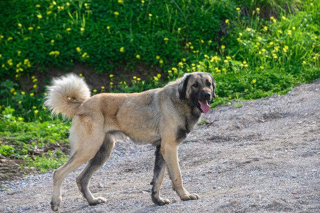 portrait d'un chien en hiver à Chypre 5