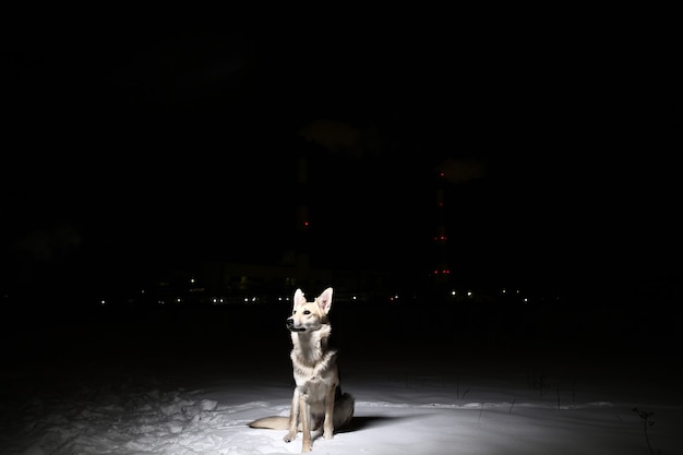 Portrait d'un chien d'horreur de race mixte sur le terrain la nuit en hiver