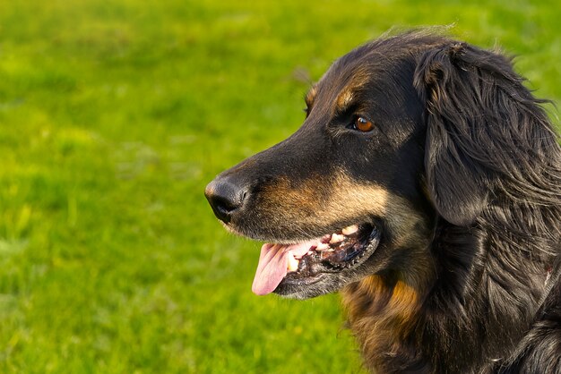 Portrait d'un chien hovawart noir et brun heureux.