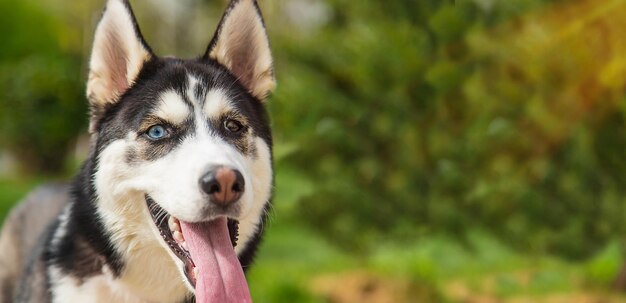 Portrait de chien Husky belle photo Mise au point sélective