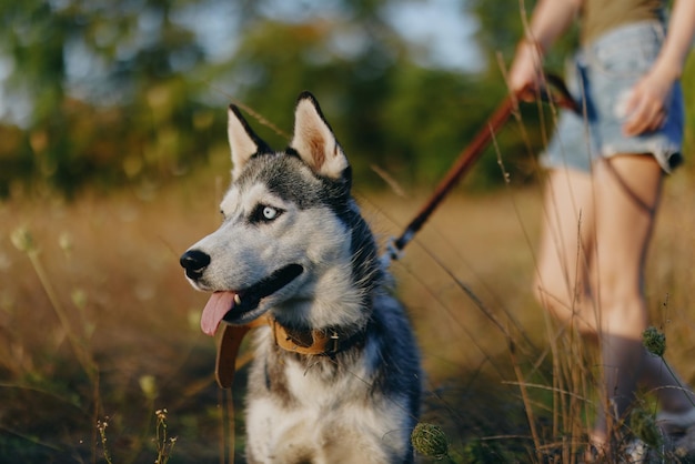 Portrait d'un chien husky dans la nature dans l'herbe d'automne avec sa langue qui sort de la fatigue dans le chien de bonheur au coucher du soleil