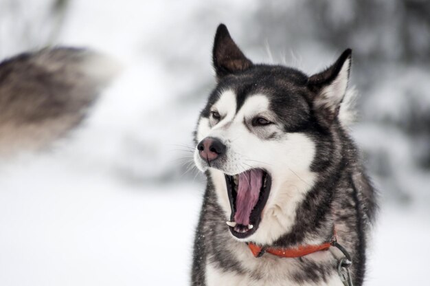 Portrait de chien husky dans la neige d'hiver