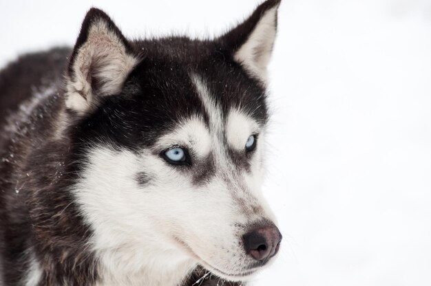 Portrait de chien husky dans la neige d'hiver