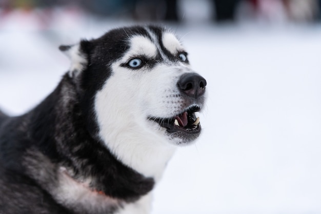 Portrait de chien Husky drôle, fond neigeux d'hiver. Gentil animal obéissant en marchant avant l'entraînement des chiens de traîneau.