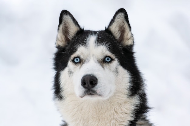 Portrait de chien Husky, fond d'hiver enneigé. Animal drôle sur la marche avant l'entraînement des chiens de traîneau.