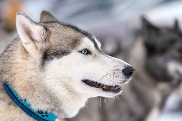 Portrait de chien Husky, fond d'hiver enneigé