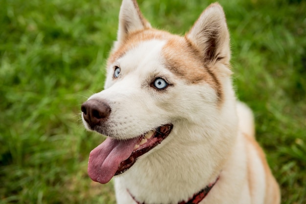 Portrait de chien husky mignon dans le parc.