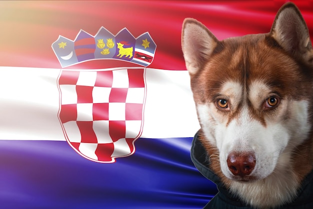 Portrait d'un chien husky rouge sur le fond du drapeau national de Groatia