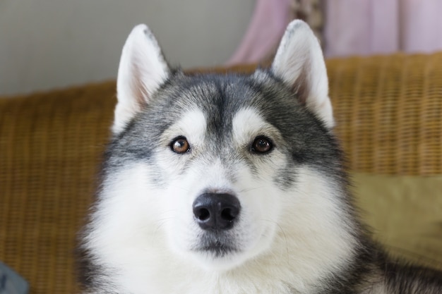 Portrait de chien husky Siberain