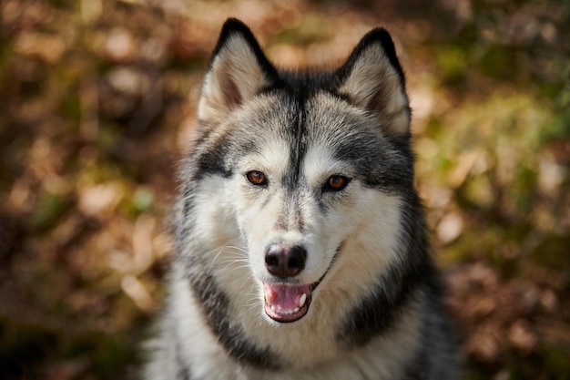 Portrait de chien Husky de Sibérie aux yeux bruns et couleur de pelage gris race de chien de traîneau mignon