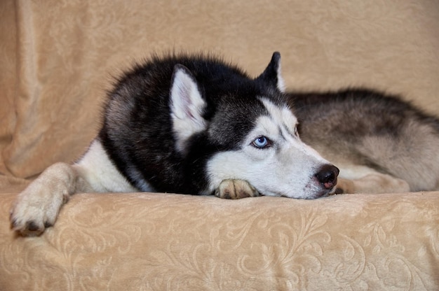 Portrait d'un chien husky sibérien allongé sur le canapé