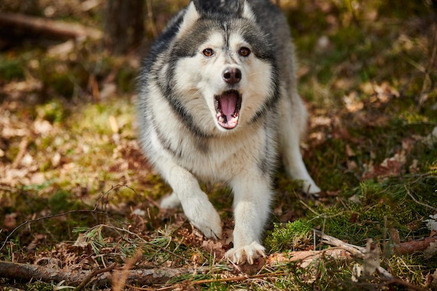 Portrait de chien Husky sibérien surpris en train d'aboyer sur l'herbe de la forêt