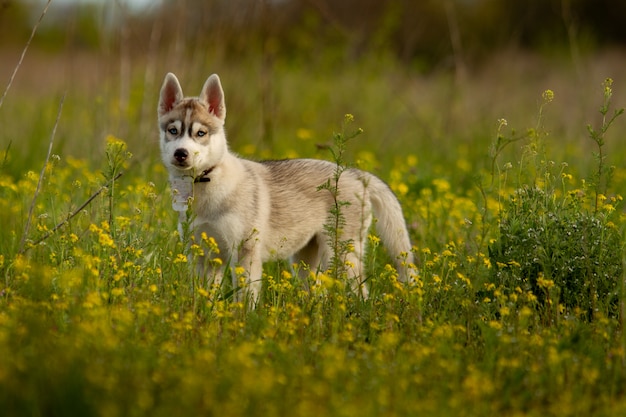 Portrait de chien husky sibérien