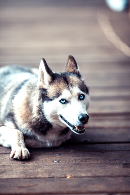 Portrait de chien husky sibérien