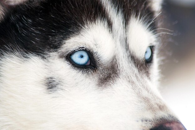 Photo portrait d'un chien husky