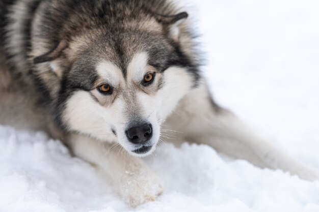 Portrait de chien Husky