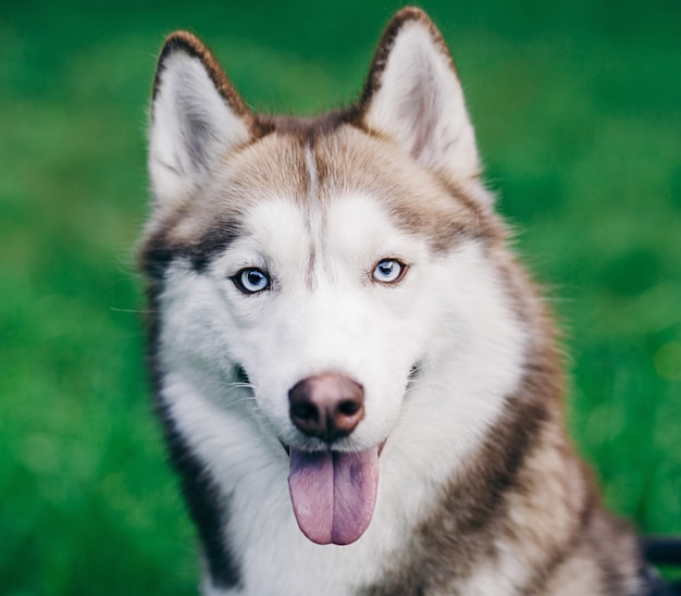 Portrait de chien Husky