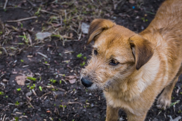 Portrait de chien jaune