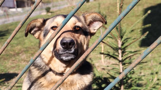 Portrait d'un chien kotra triste se tient derrière une clôture métallique dans la cour. Un gros chien brun est assis sur le territoire de la maison. Concept de sécurité à domicile ou de refuge pour chiens.