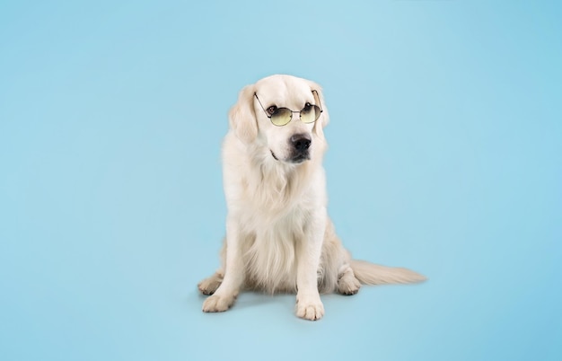 Portrait de chien labrador dans des verres colorés assis sur le sol isolé sur studio bleu