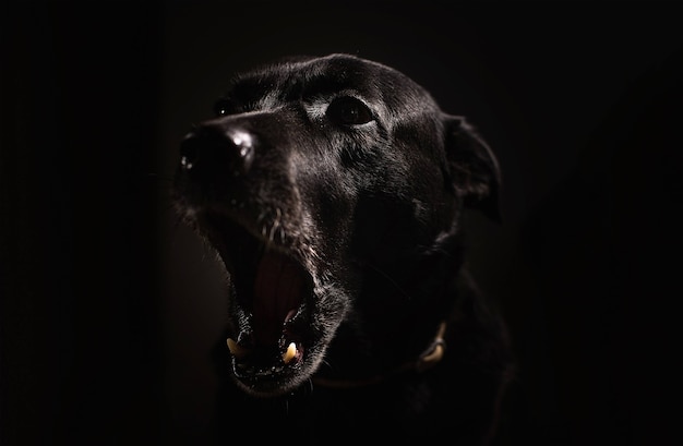 Portrait d'un chien labrador sur fond noir isolé