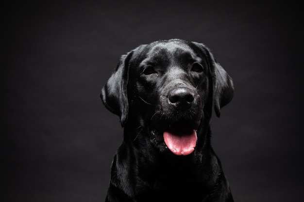 Portrait d'un chien Labrador Retriever sur un fond noir isolé