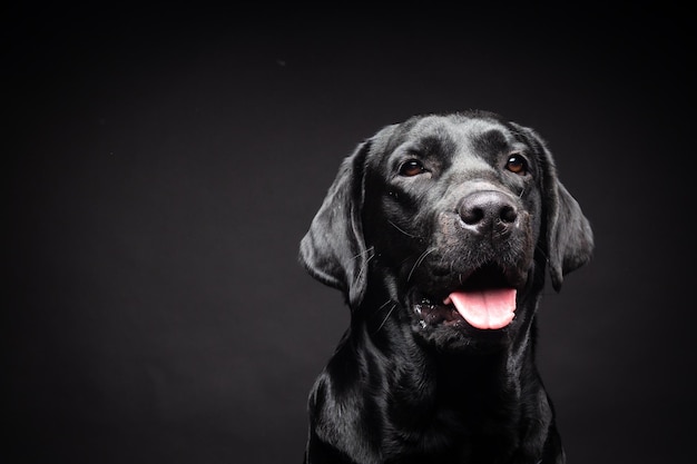 Portrait d'un chien Labrador Retriever sur un fond noir isolé