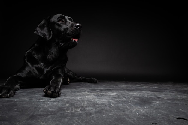 Portrait d'un chien Labrador Retriever sur un fond noir isolé