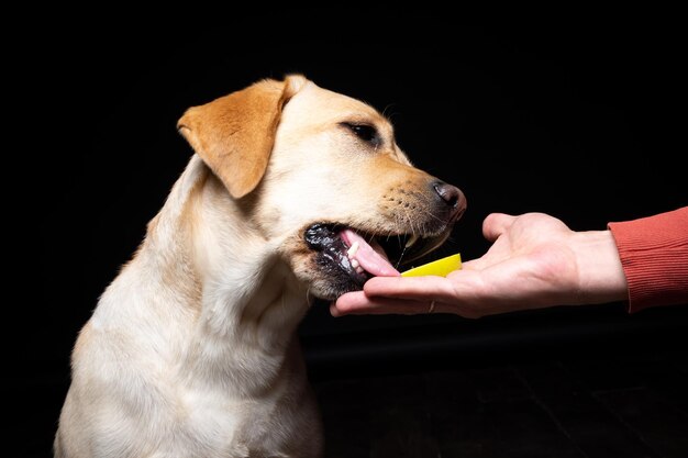 Portrait d'un chien Labrador Retriever avec une tranche de pomme sur le nez