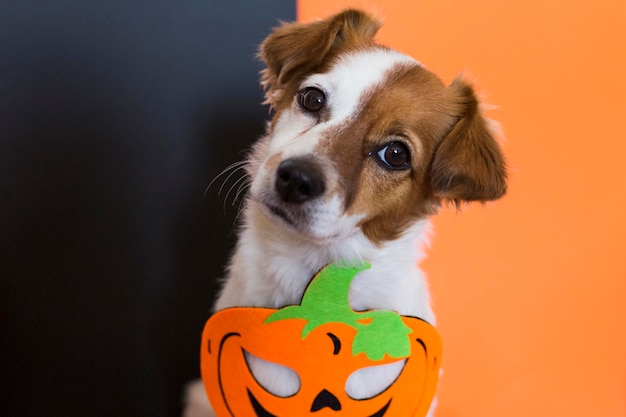 Portrait d'un chien avec une lanterne pendant Halloween