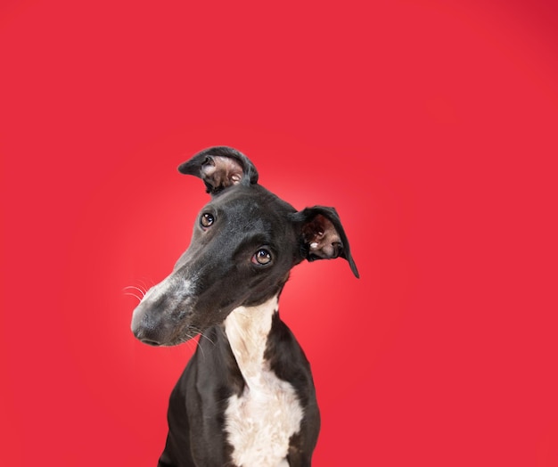 Portrait chien lévrier noir côté tête inclinable isolé sur fond rouge ou magenta