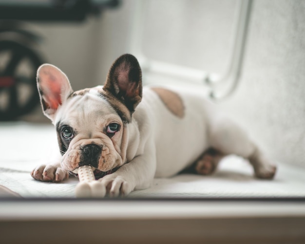 Portrait de chien à la maison
