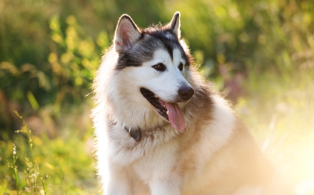 Portrait de chien malamut d'Alaska