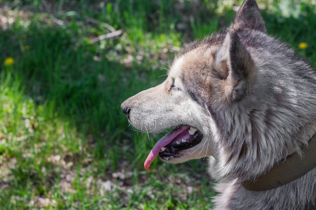 Portrait d'un chien Malamute d'Alaska femelle