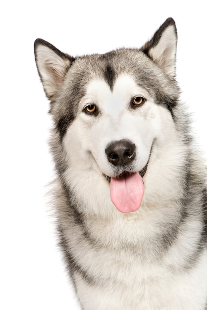 Portrait de chien Malamute d'Alaska isolé